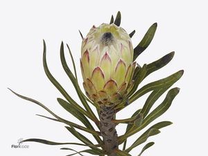 PROTEA WHITE NIGHT 60